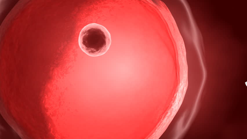 Sperm ahead human egg