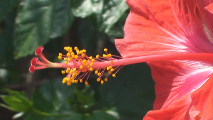 Hibiscus showing pistil and stamen gently blowing in the wind close up 