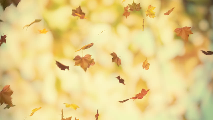 autumn falling foliage #2 - looped 3d animated bacground