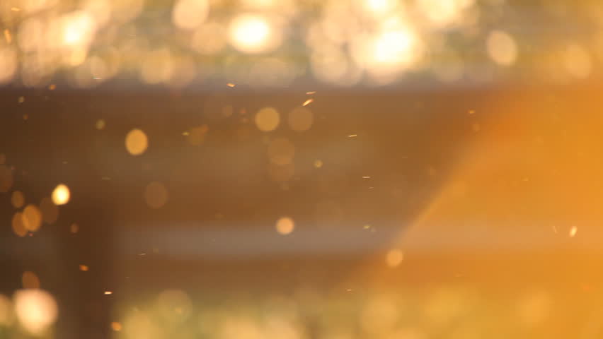Pollen out focus on spring sunset 01 cut 