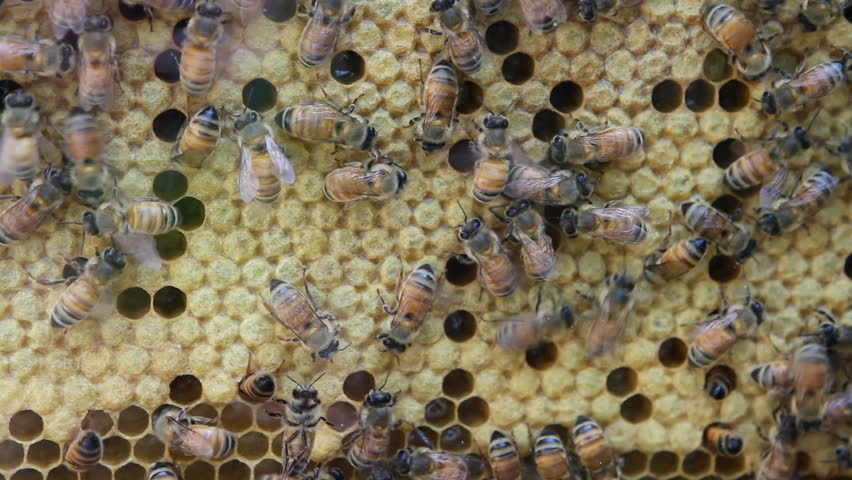 Honeybees buzz across and build a  honeycomb making honey behind a glass enclosure.