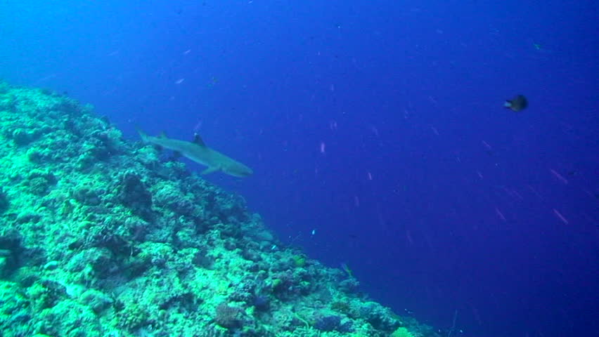 Whitetip Reef Shark swimming in Palau, Micronesia