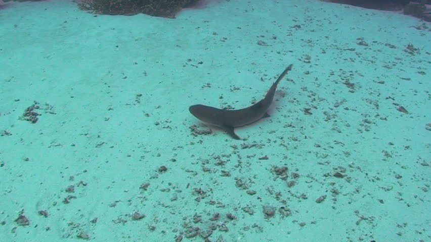 Whitetip Reef Shark in Palau, Micronesia