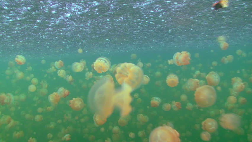 Freshwater Jellyfish Lake full of Golden Jellyfish, Palau, Micronesia