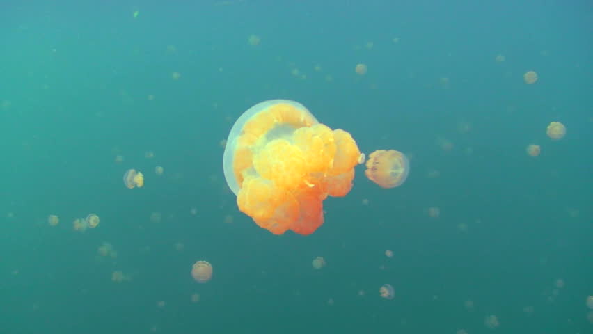 Golden Jellyfish in freshwater Jellyfish Lake, Palau, Micronesia