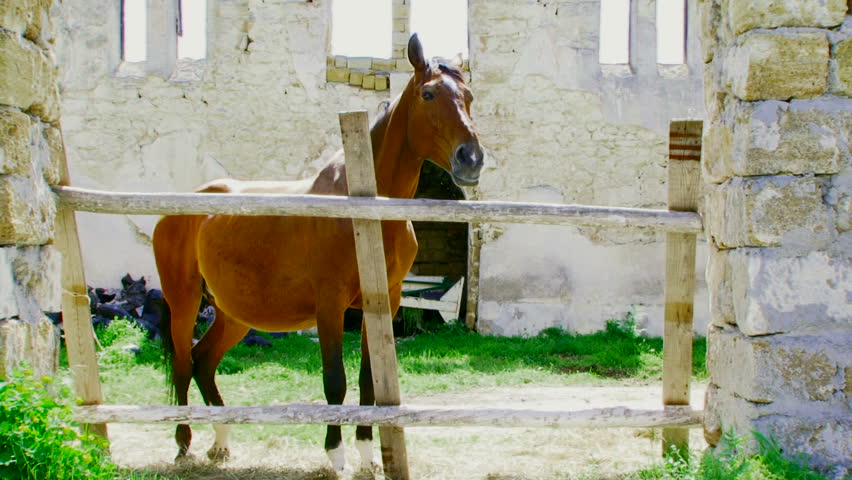 Stallion in the stalls. Beautiful stallion standing in their stalls. His skin glistens in the sun. Two frame. Close-up.