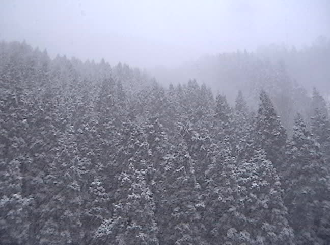mountain hillside with pinetrees and fresh snow (falling)