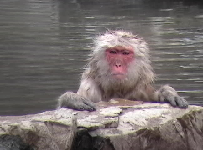 adult japanese monkey sitting in hot spring, looking bored