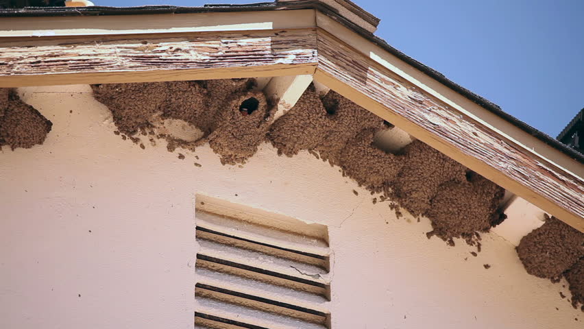 Nesting Barn Swallows Under a Roof Overhang - 1920x1080.