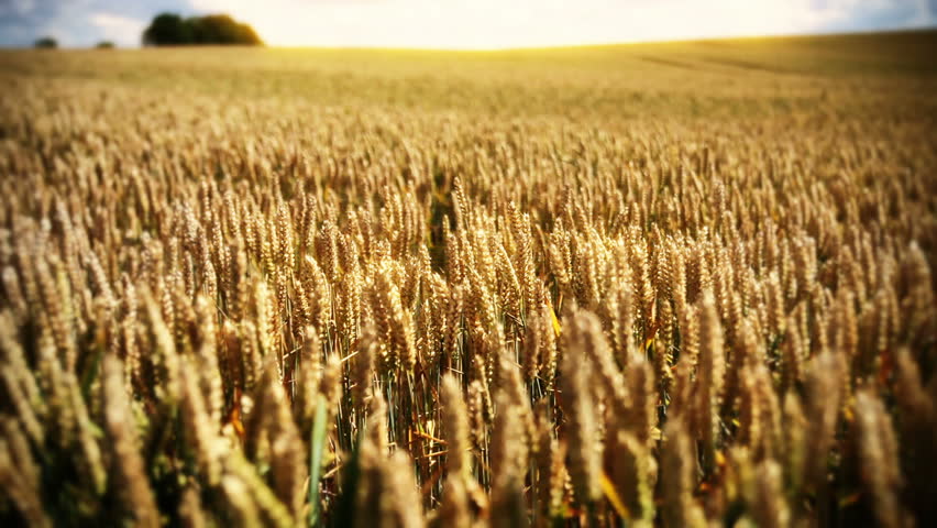 Corn Glow - background animation for home videos, vacation movies, business presentation and DVD or Blu-ray disc menues