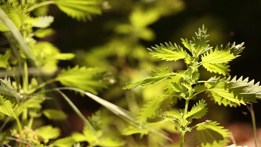 Backlit Plant Sprouts Waving in the Breeze Near Barbed Wire Fence with Narrow Depth of Field and Copy Space - 1920x1080