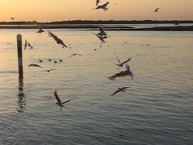 Birds at sunset