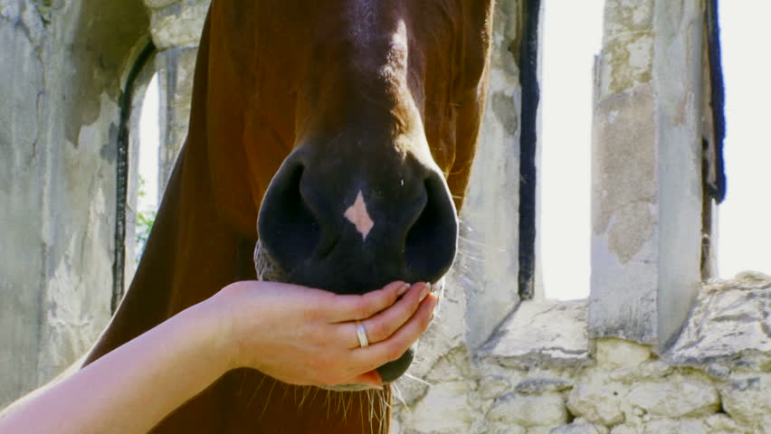 Girl having fun with horse. Girl with hand feeding a young stallion. Then the fun laughs. Motion zoom.