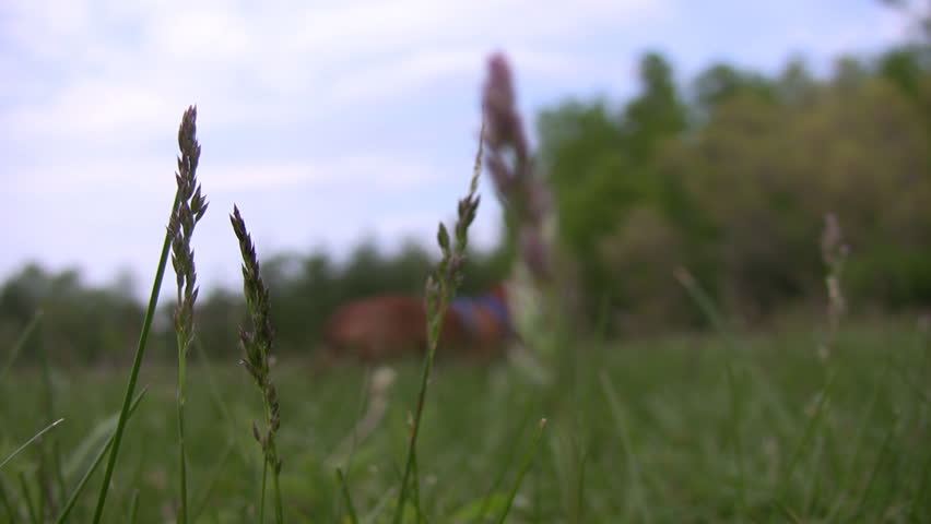 A closeup of blades of grass as they blow in the wind, the blurred background shows a miniature Dachshund dog moving through the scene, and shaking his body.