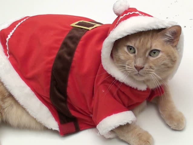 Cat in Santa outfit V3 - NTSC