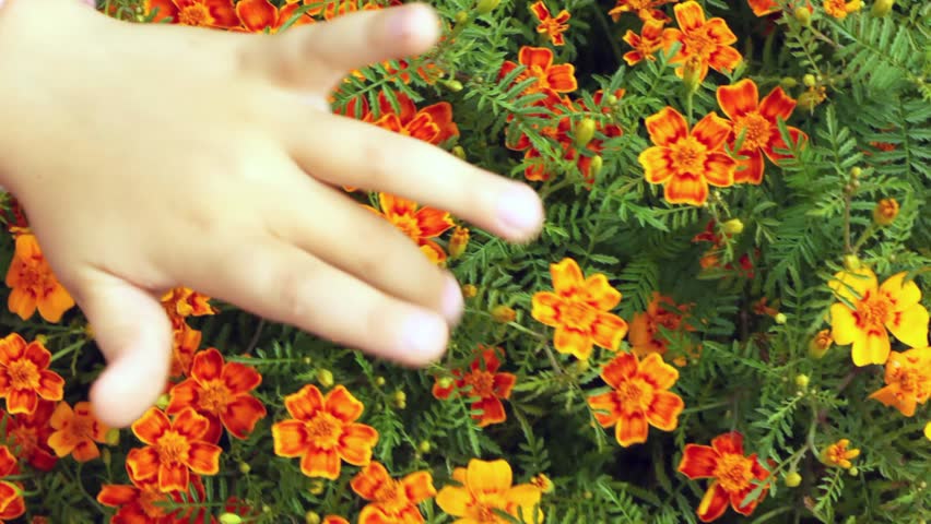 children hands touch fingers of head of flowers and those shake 
