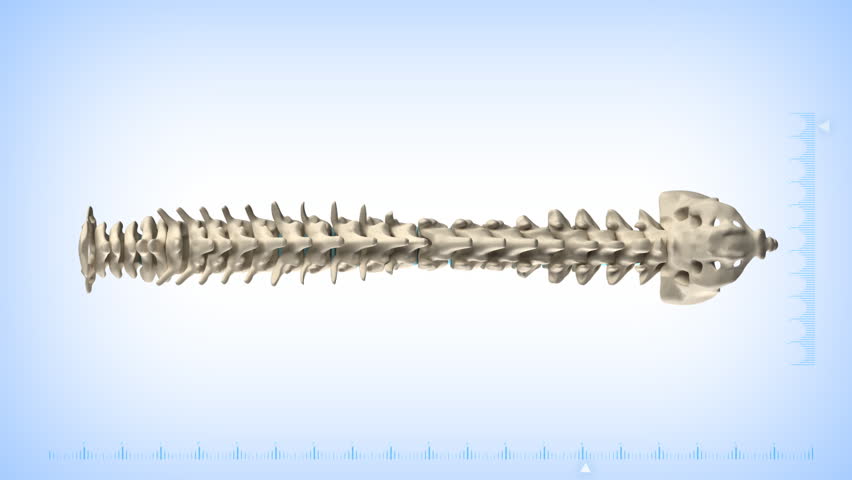 Rotating human spine with discs in loop with alpha