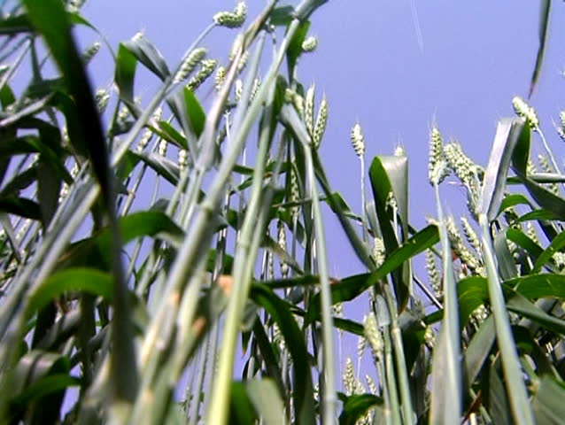 Stalks of green wheat against the blue sky
