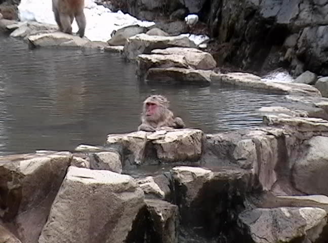 bored monkey sits in hot tub then leaves frame (second monkey in background does the same)
