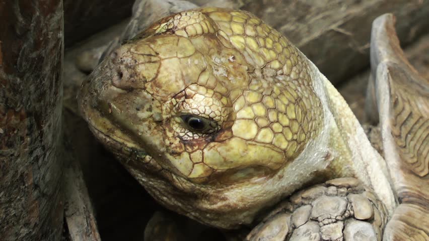 Endangered Bolson Tortoise (gopherus Flavomarginatus) Yawning In The 