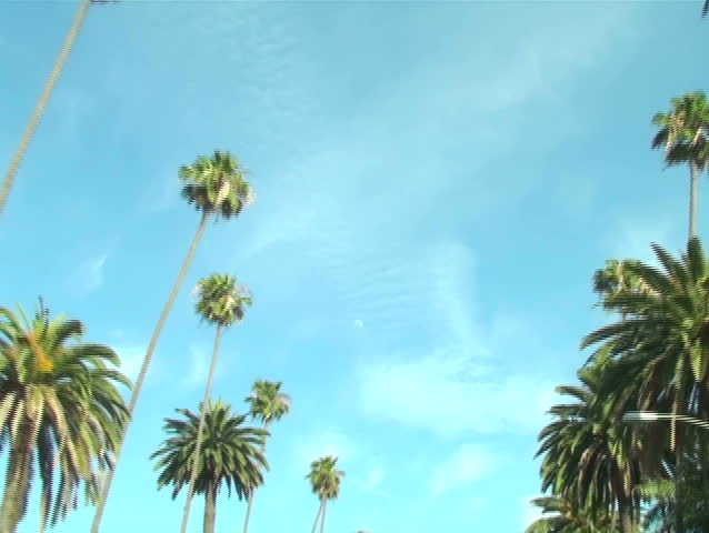 Beverly Hills palm trees driving shot V3 - NTSC