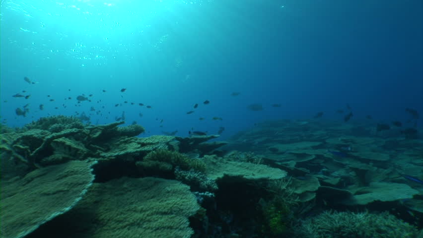 Moving over coral reef to close view of soft-bodied coral