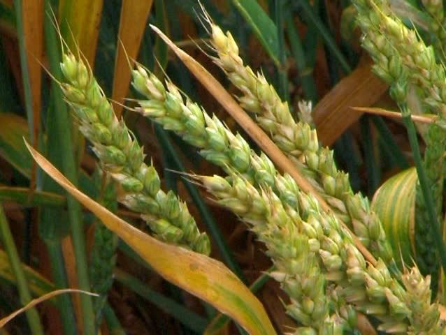 Close up of wheat ears on the field during the rain.