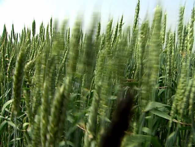 Moving camera inside the wheat field