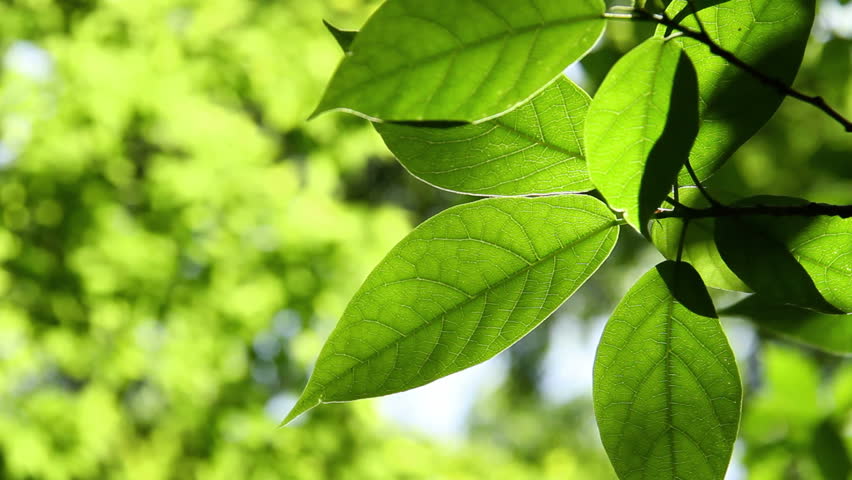 leaves are highlighted by sun close up