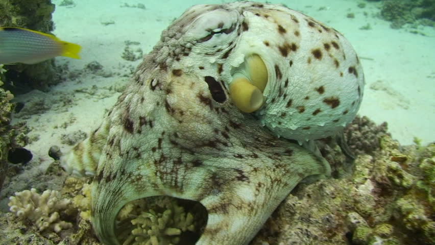 Reef octopus (octopus cyaneus) close up of animal moving over the coral reef foraging for food. Red Sea, Egypt.