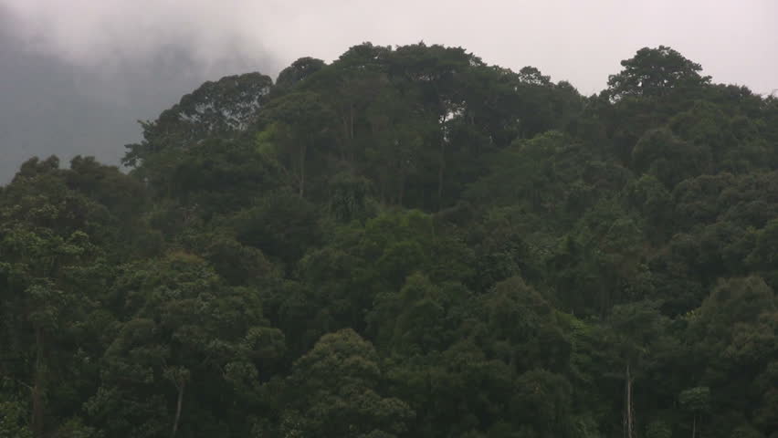 Rain forest logging in Vietnam