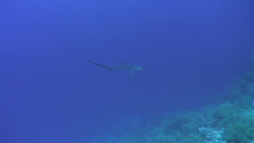 Header of Alopias pelagicus