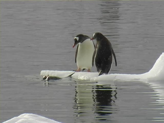 Gentoo Penguins (Pygoscelis papua) jumping on and off a small iceberg.