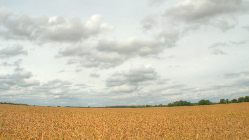 Grey clouds over corn field, HD time lapse clip, high dynamic range imaging (HDR)