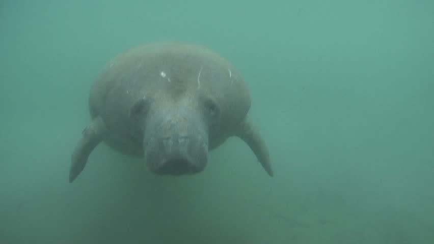 A West Indian Manatee checks out the camera. Video taken in Palm Beach Florida.