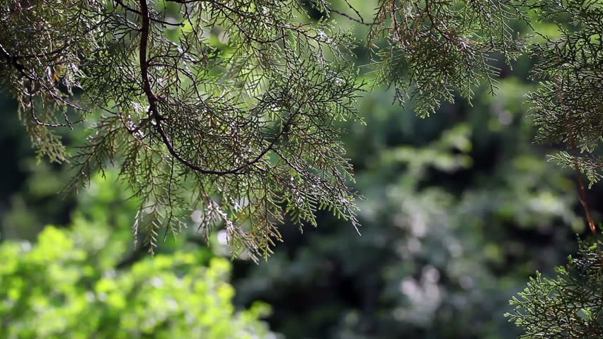 cypress in the wind, focus on the leaves and branches, tripod.