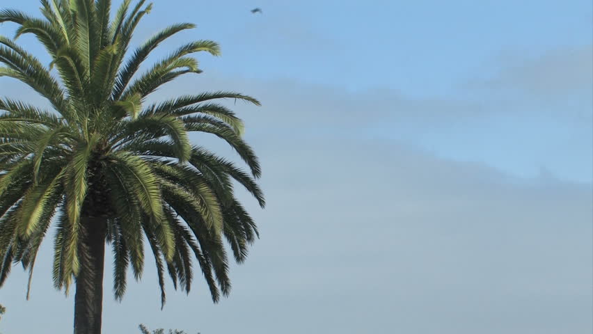 A lock-off shot of 1 palm tree against a clear blue sky. This shot is perfect for a title sequence or video background. You can hear the breeze and water running nearby. Birds fly through the frame.