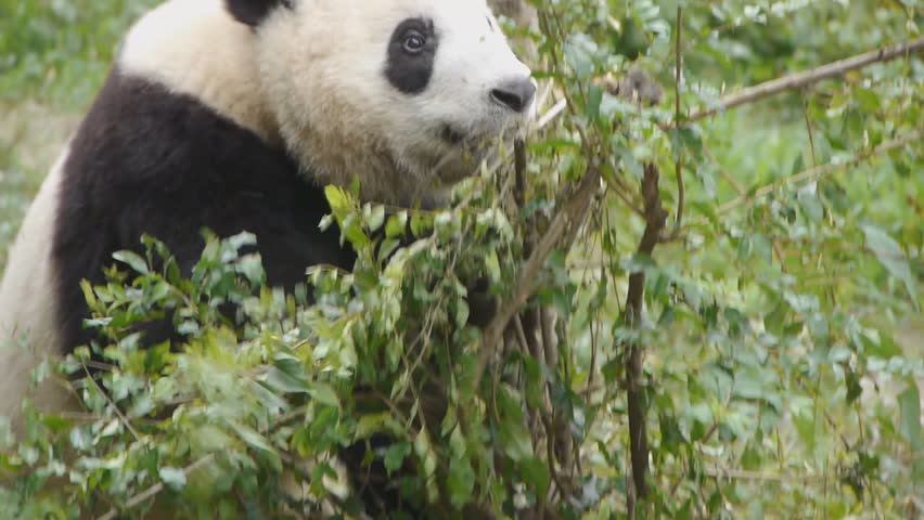 Giant Panda eating bamboo