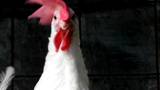chicken rooster