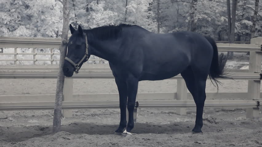 Infrared fauna: horse stays still at midday in paddock 3 
