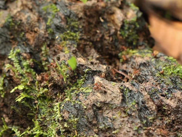 Leaf cutter ants (Atta sp.)