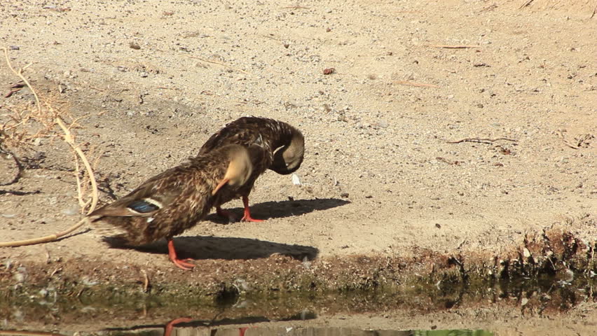 Ducks clean themselves by a pond in the desert.