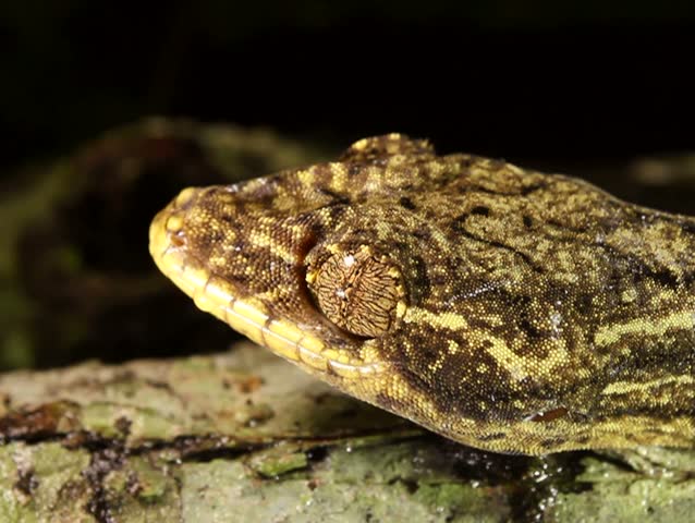 Turnip tailed gecko (Thecadactylus solimoensis), Cleaning eye with its tongue PAL ASPECT RATIO