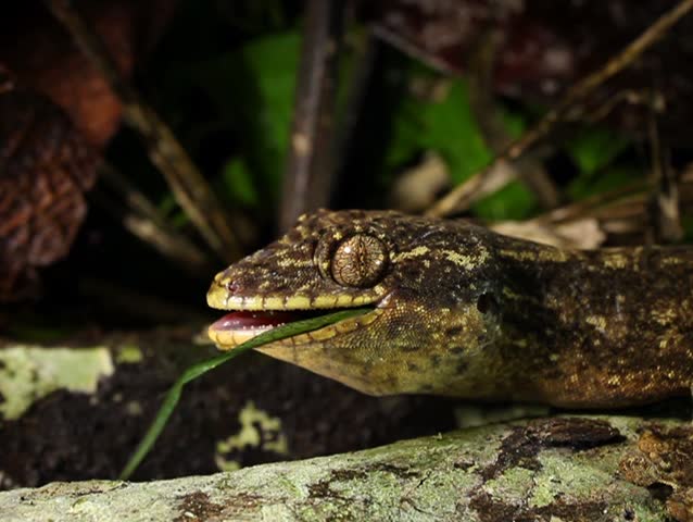 Turnip tailed gecko (Thecadactylus solimoensis), Eating a katydid. PAL ASPECT RATIO