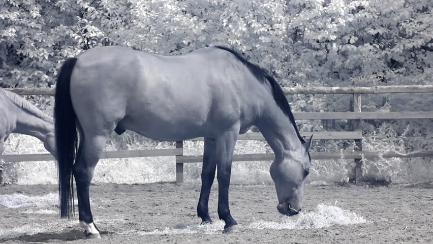 Infrared fauna: horses eating hay in a paddock. Shot with specialized Canon camera and Hoya R72 IR filter 
