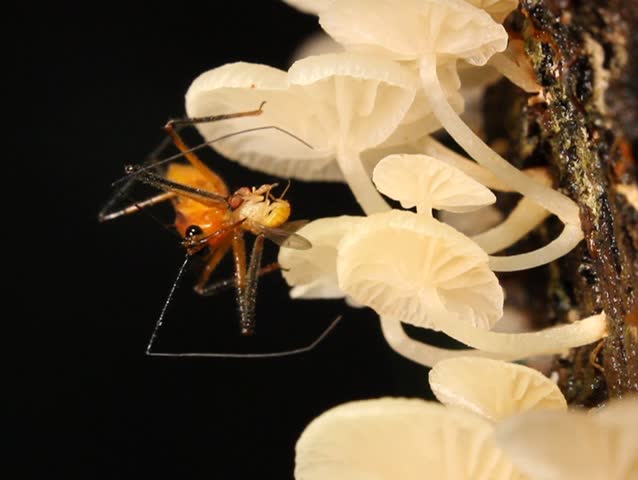 Assassin bug feeding on a fruit fly on a fungus covered trunk PAL ASPECT RATIO