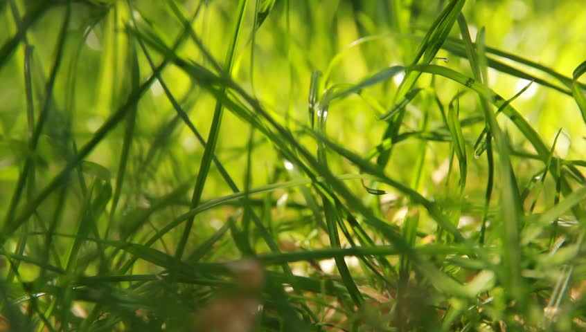 Close-up of green grass 