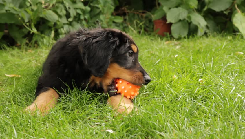Young puppy playing with ball
