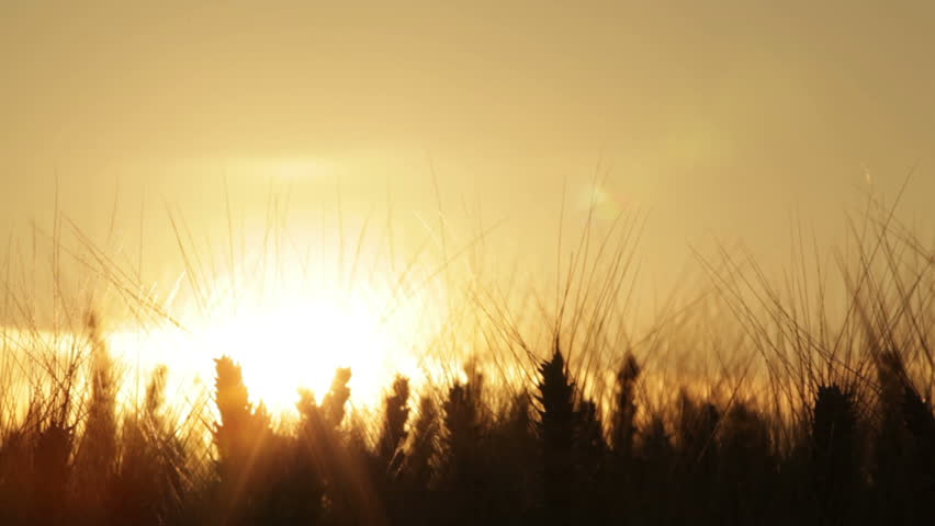 dolly shot silhouette of wheat ears in sunset 