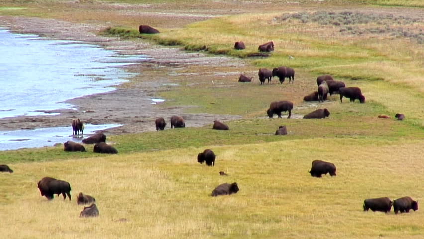 Buffalo herd in Yellowstone National Park 